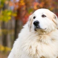 great pyrenees breed minepuppy